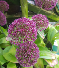 Cesnak Ostara - Allium - cibuľa okrasného cesnaku - 3 ks