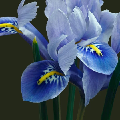 Kosatec sieťkovaný Harmony - Iris reticulata - hľuzy kosatca - 3 ks