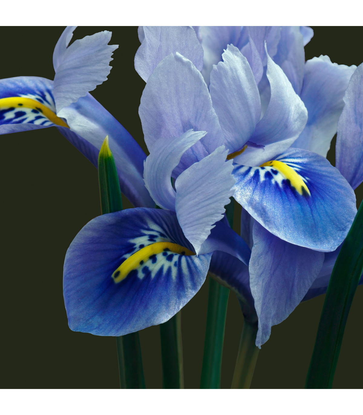 Kosatec sieťkovaný Harmony - Iris reticulata - hľuzy kosatca - 3 ks