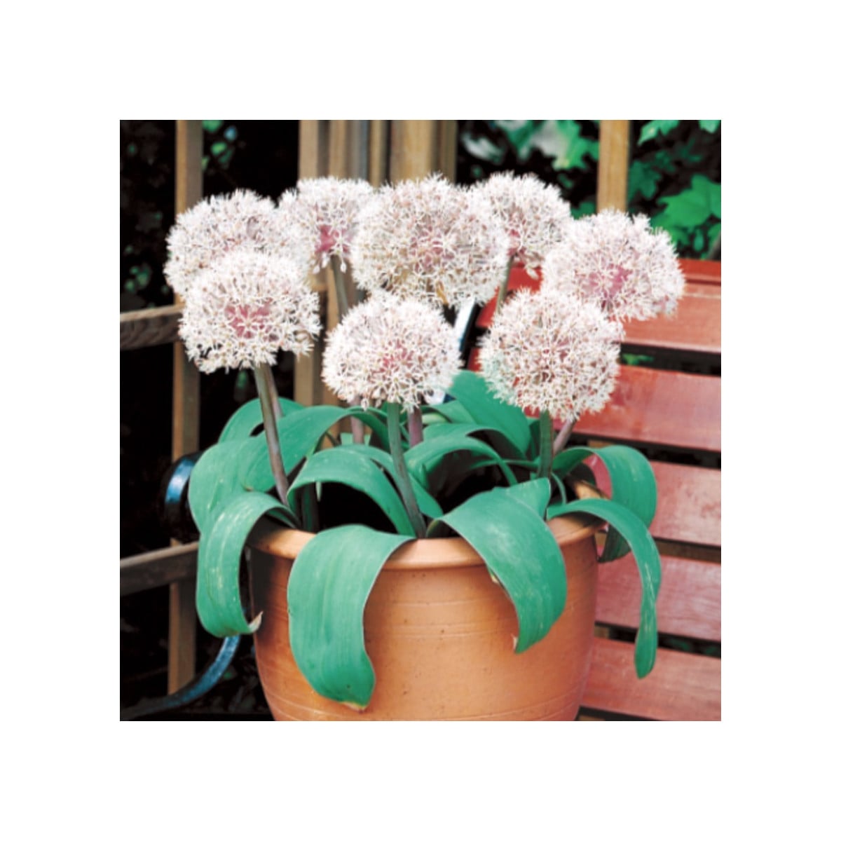 Cesnak Ivory Queen - Allium - cibuľa okrasného cesnaku - 3 ks