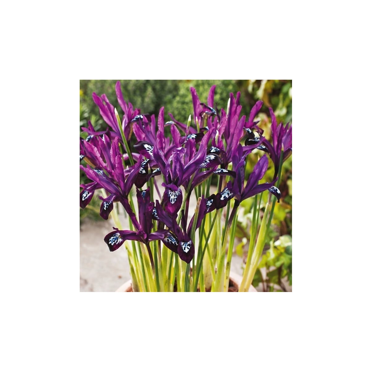 Kosatec sieťkovaný Pauline - Iris reticulata - cibuľky kosatca - 3 ks