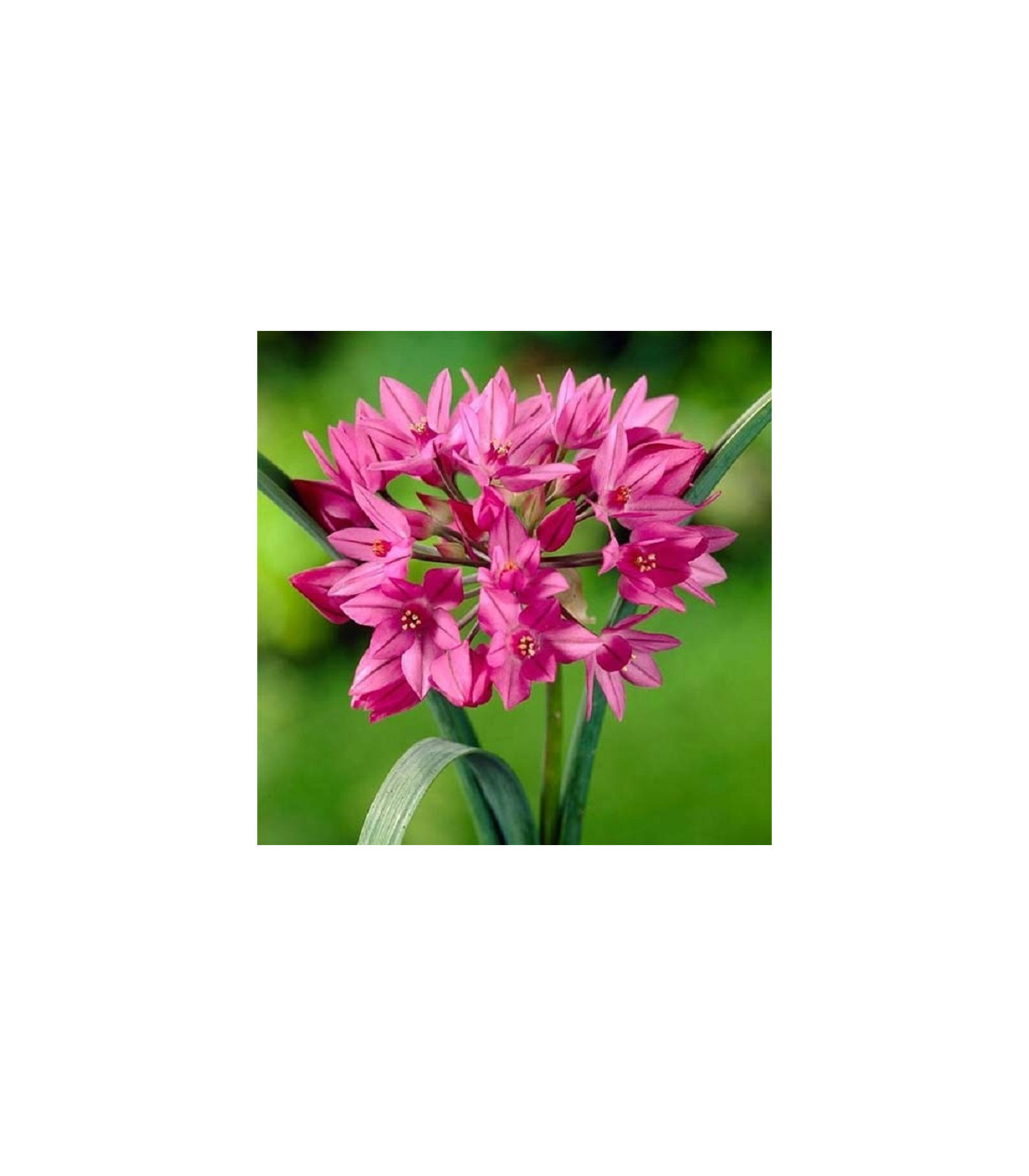 Okrasný cesnak vysokohorský - Allium oreophillum - cibuľoviny - 3 ks