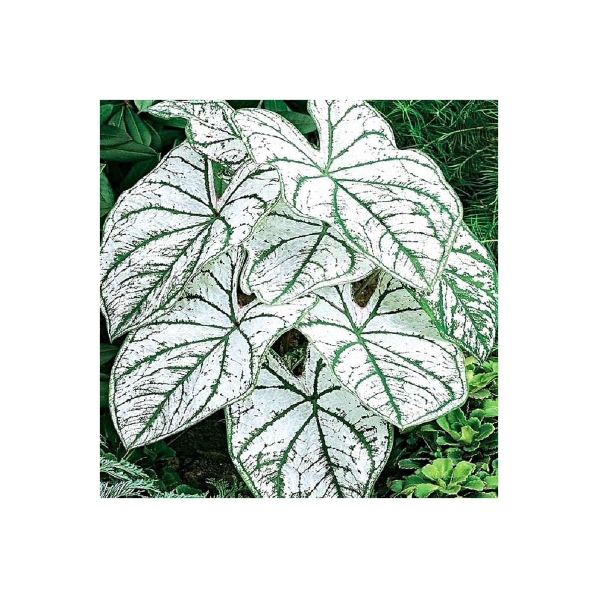 Kaládium Candidum Sr - Caladium bicolor - hľuzy kaládia - 1 ks
