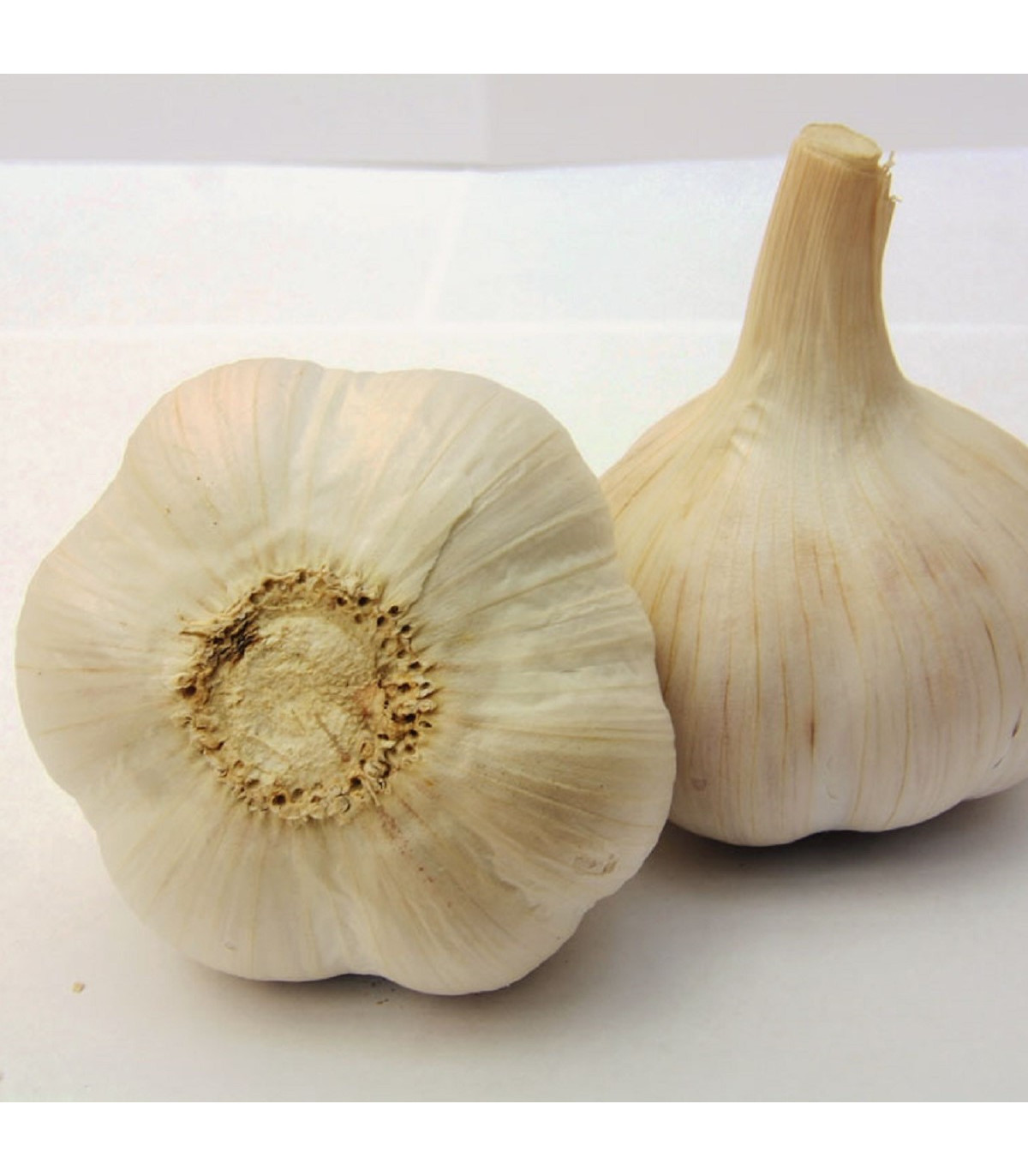 Sadbový cesnak Havel - Allium sativum - paličiak - 1 balenie