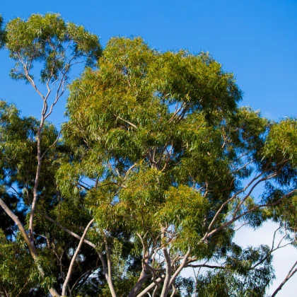 Eukalyptus citrónový - Corymbia citriodora - semená eukalyptu - 5 ks