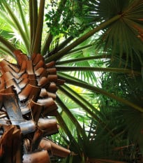 Trachykarpus žinený - Trachycarpus fortunei x princeps - semená palmy - 3 ks