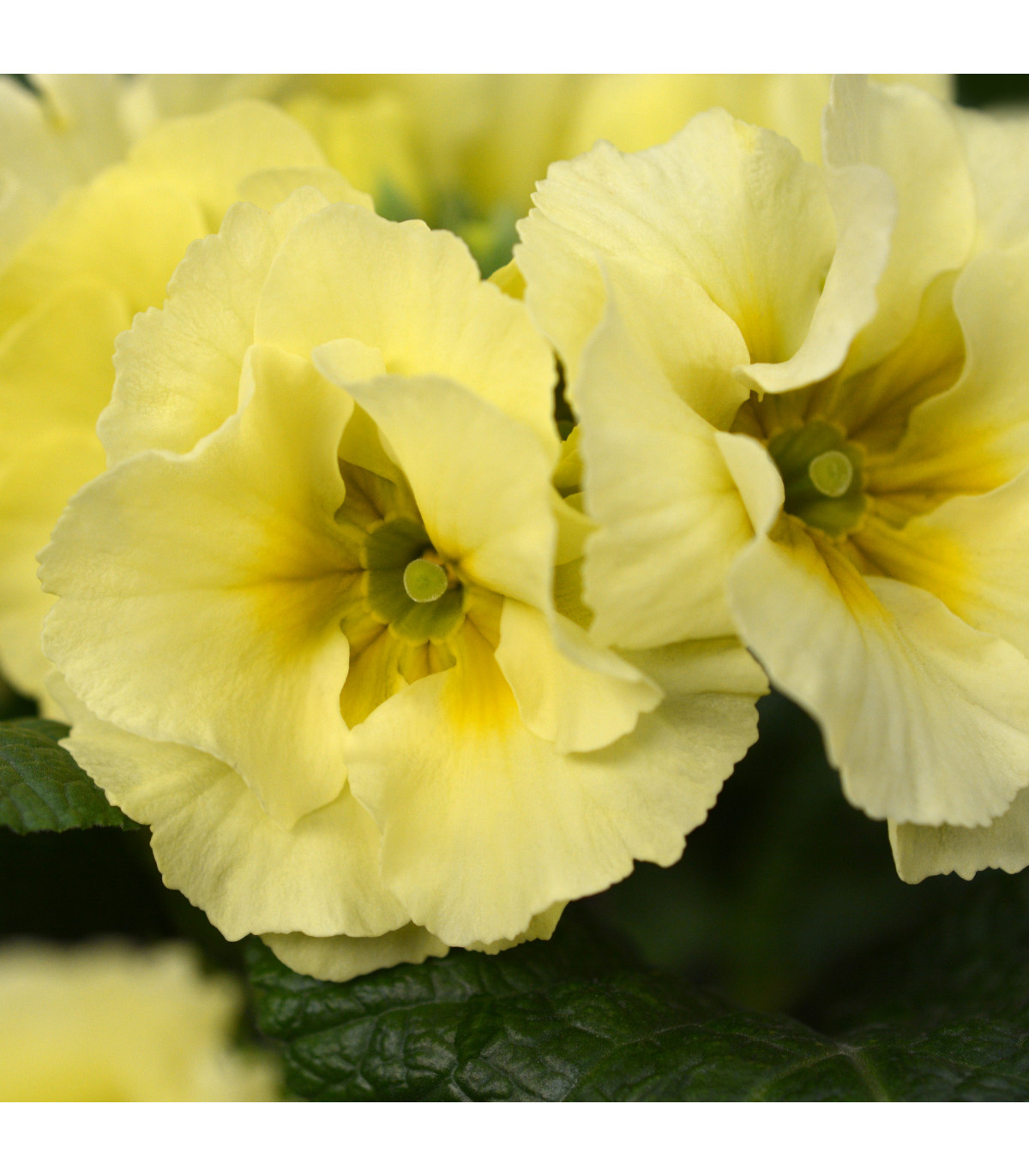 Prvosienka Inara F1 Lemon yellow - Primula elatior - semená prvosienky - 20 ks