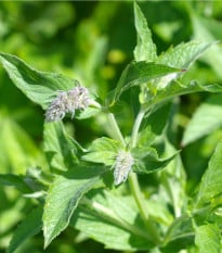 Mäta dlholistá - Mentha longifolia - semená mäty - 20 ks
