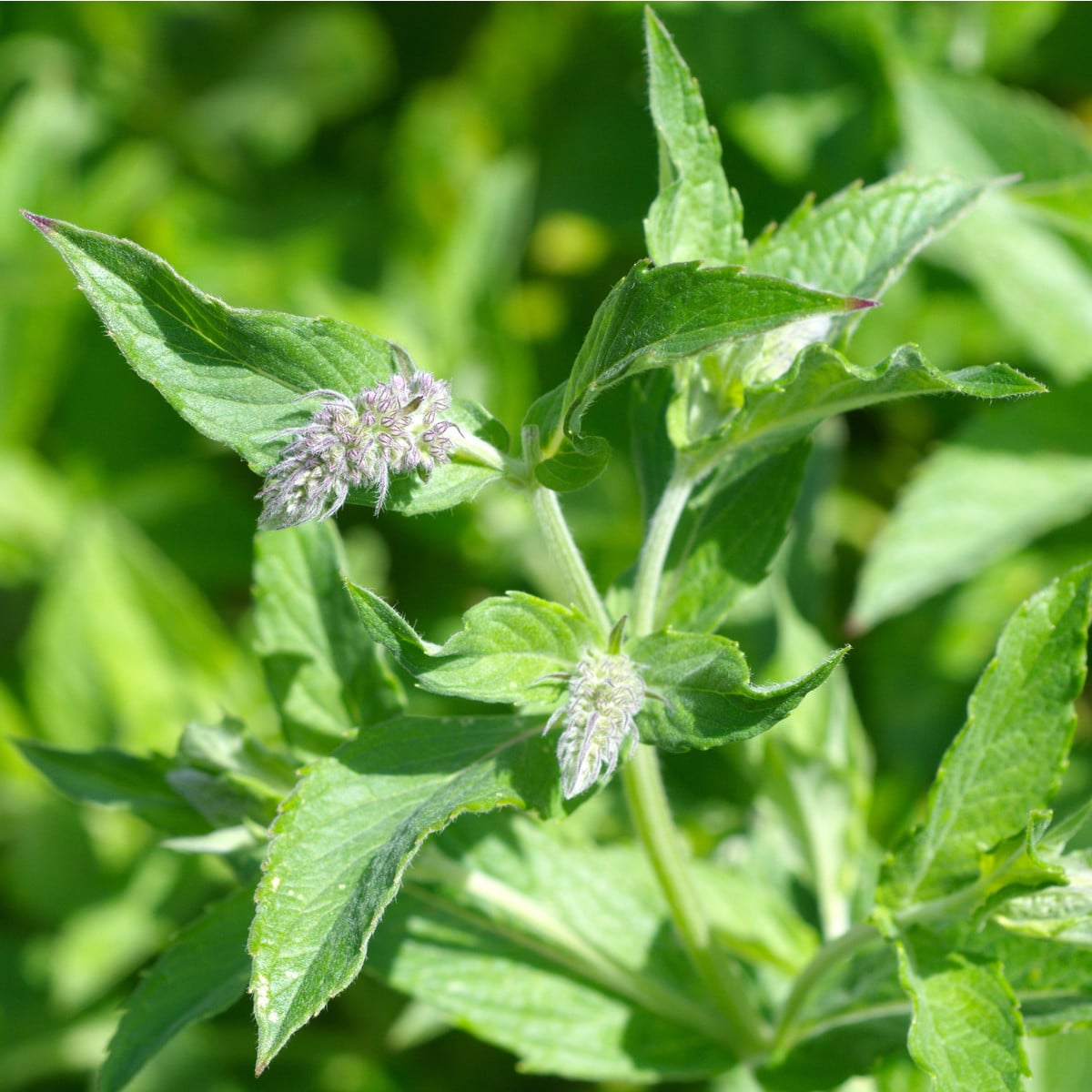 Mäta dlholistá - Mentha longifolia - semená mäty - 100 ks