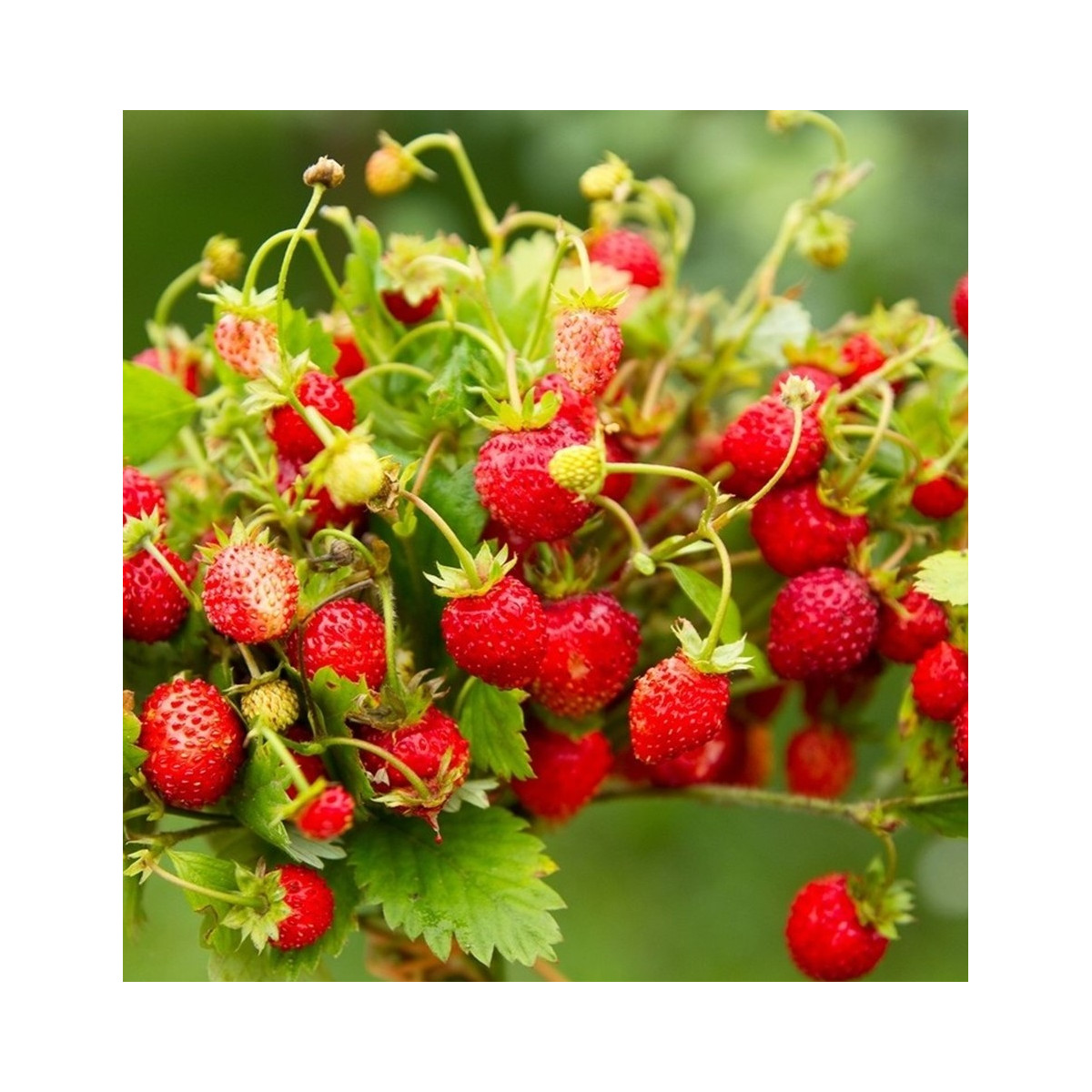 BIO jahody stáleplodiace Reine des Vallées - Fragaria ananassa - semená jahôd - 10 ks