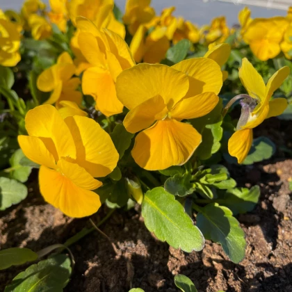 BIO Fialka ostrohatá žltá - Viola cornuta - bio semená fialky - 20 ks