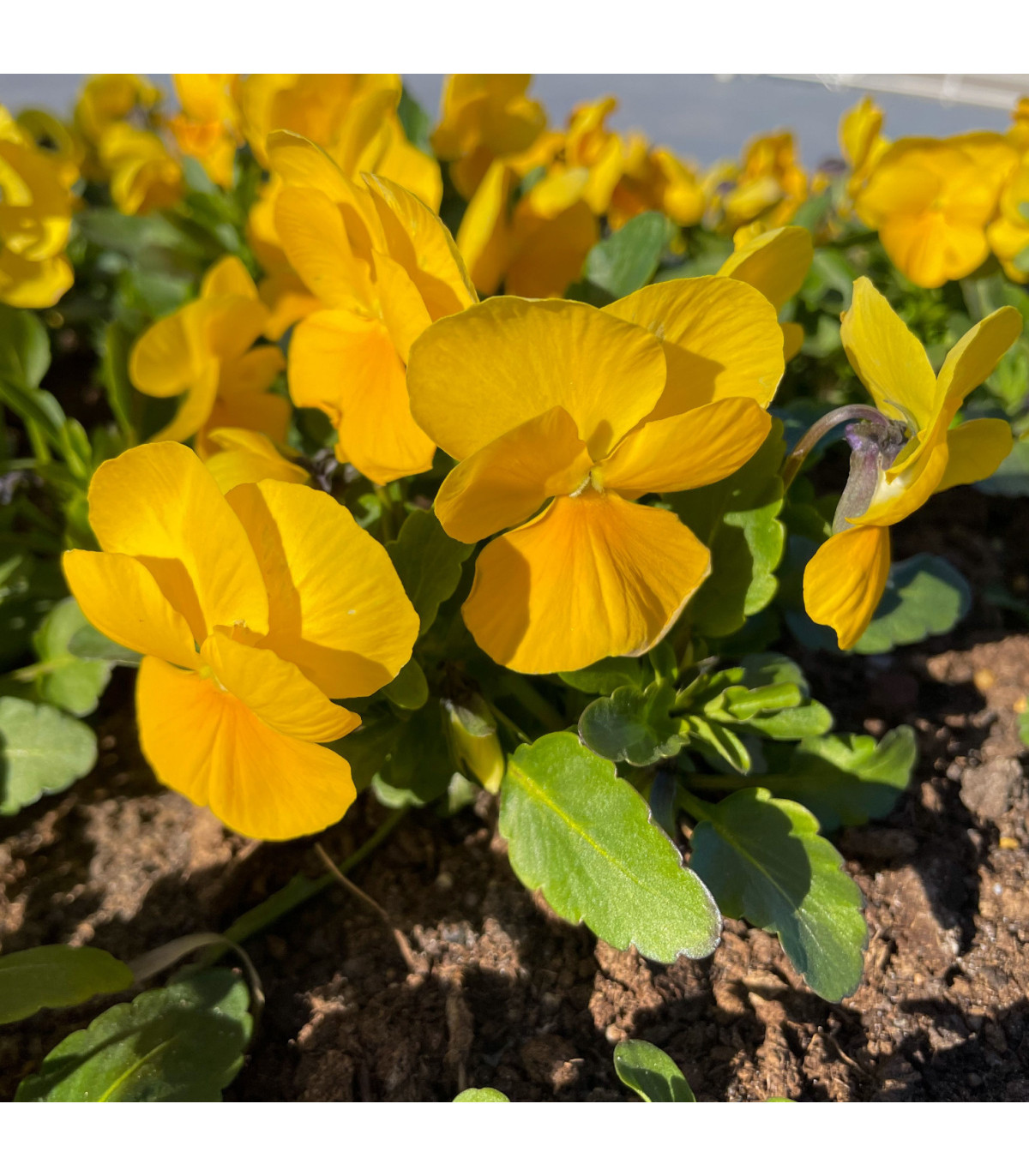 BIO Fialka ostrohatá žltá - Viola cornuta - bio semená fialky - 20 ks