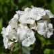 BIO Klinček bradatý Sweet William - Dianthus barbatus - bio semená klinčeka - 50 ks