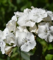 BIO Klinček bradatý Sweet William - Dianthus barbatus - bio semená klinčeka - 50 ks
