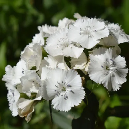 BIO Klinček bradatý Sweet William - Dianthus barbatus - bio semená klinčeka - 50 ks