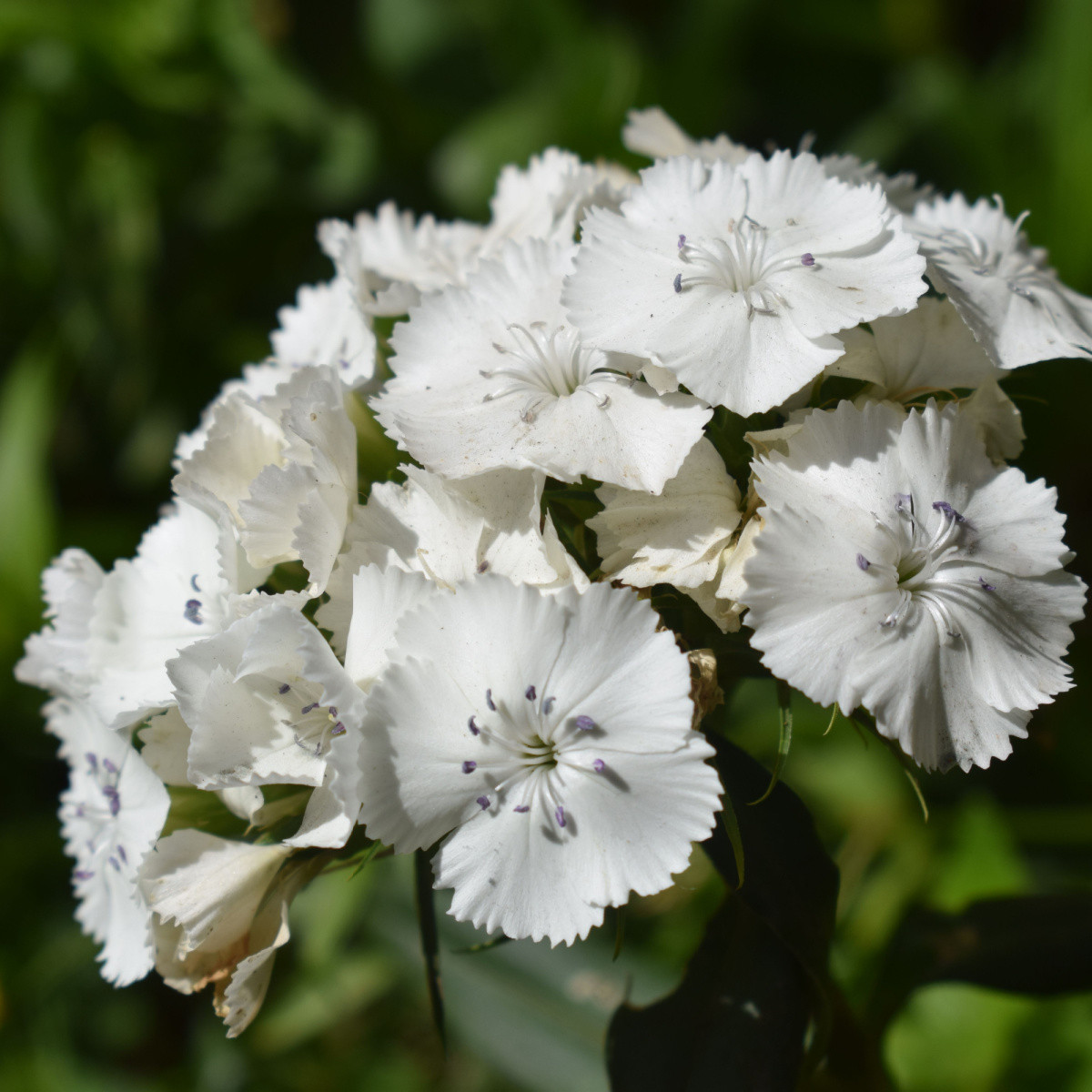 BIO Klinček bradatý Sweet William - Dianthus barbatus - bio semená klinčeka - 50 ks