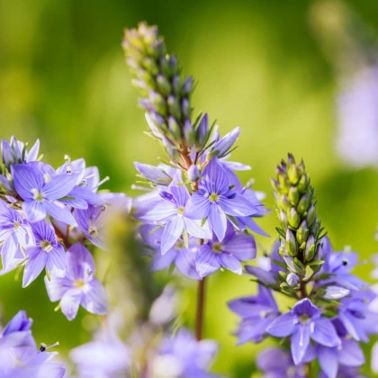 Veronika obyčajná - Veronica chamedrys - semená - 25 ks