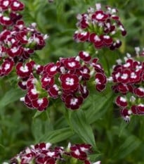 BIO Klinček bradatý Sweet William Chris - Dianthus barbatus - bio semená klinčeka - 50 ks