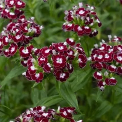 BIO Klinček bradatý Sweet William Chris - Dianthus barbatus - bio semená klinčeka - 50 ks