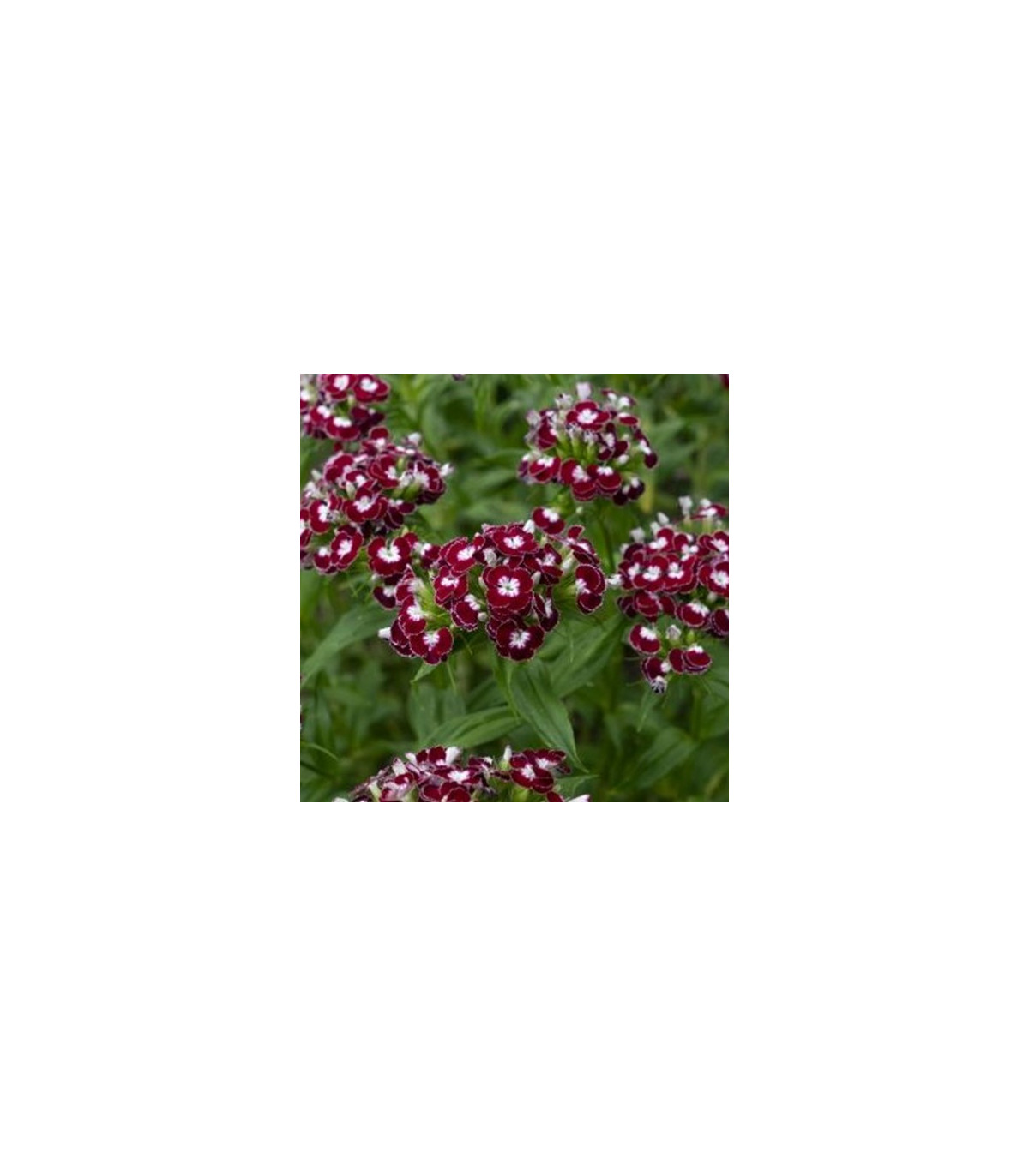 BIO Klinček bradatý Sweet William Chris - Dianthus barbatus - bio semená klinčeka - 18 ks