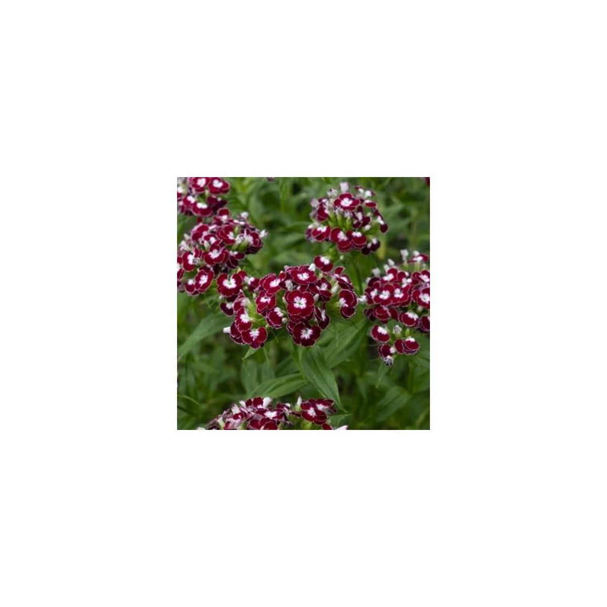 BIO Klinček bradatý Sweet William Chris - Dianthus barbatus - bio semená klinčeka - 50 ks