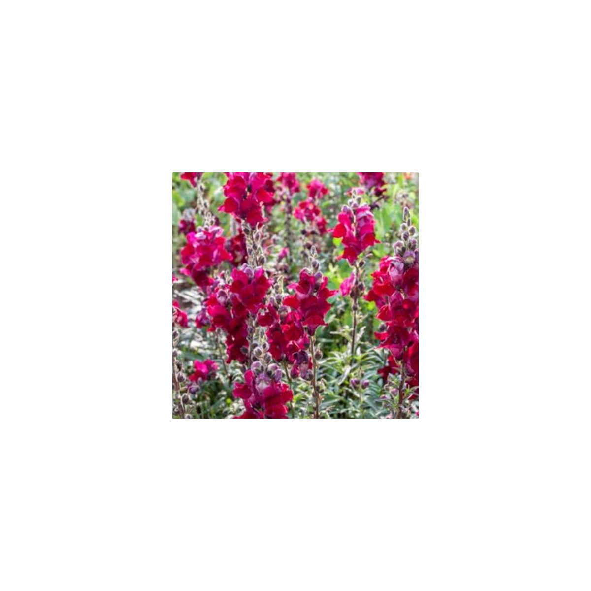 BIO Papuľka väčšia Black Prince - Antirrhinum majus - bio semená papuľky - 20 ks