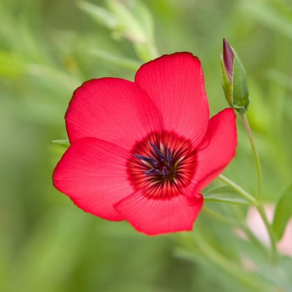 BIO Ľan veľkokvetý červený - Linum grandiflorum - semená ľanu - 120 ks