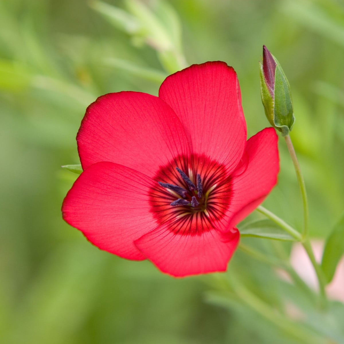 BIO Ľan veľkokvetý červený - Linum grandiflorum - semená ľanu - 120 ks