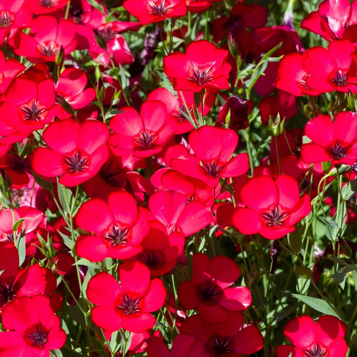 BIO Ľan veľkokvetý červený - Linum grandiflorum - semená ľanu - 120 ks