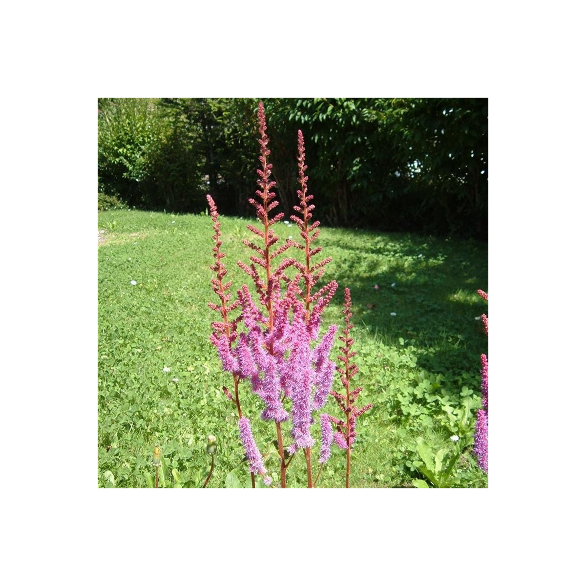 Astilba čínska fialová - Astilbe chinensis - semená astilby - 10 ks