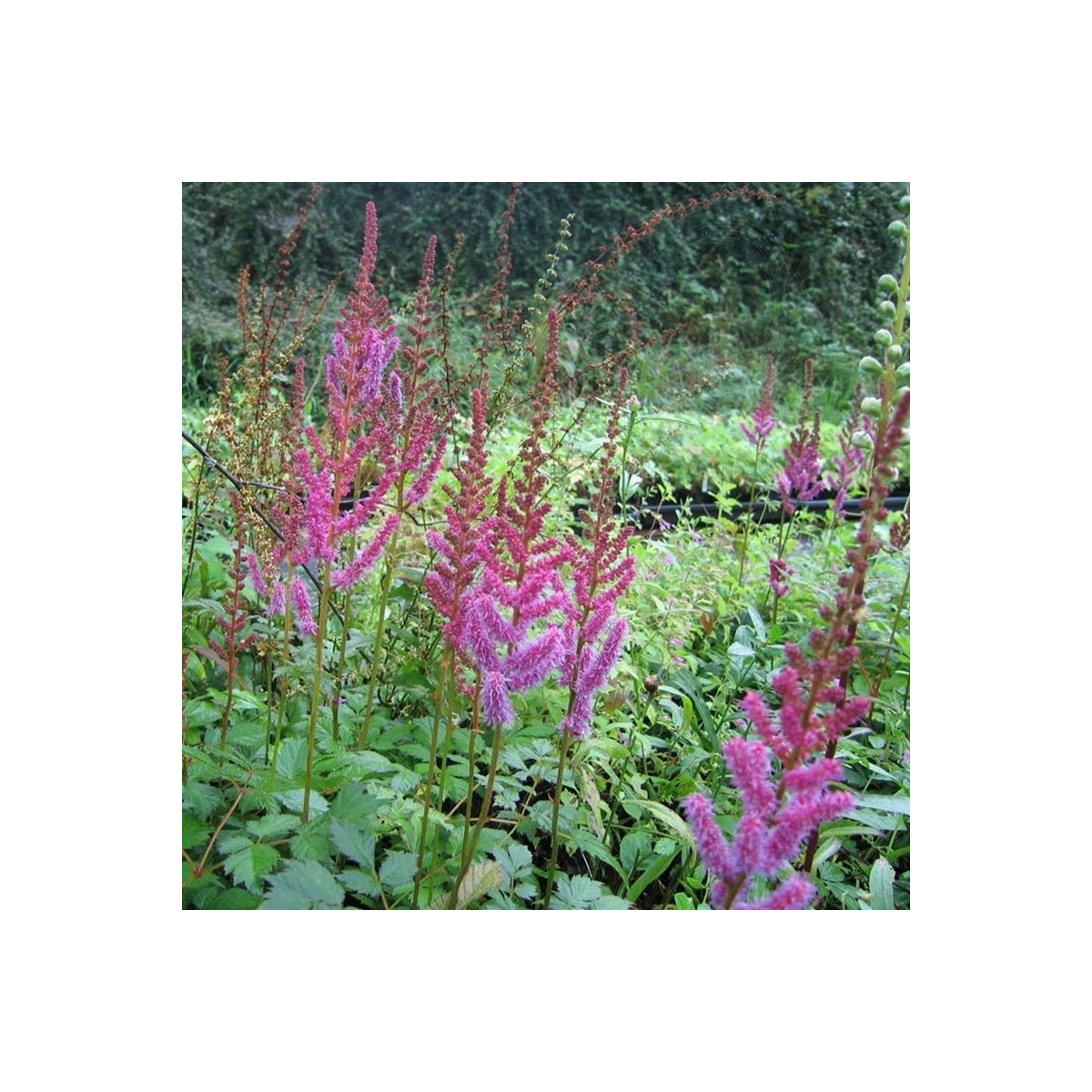 Astilba čínska fialová - Astilbe chinensis - semená astilby - 10 ks