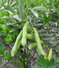 BIO Bôb Fruhe Weisskeimige - Vicia faba - semená bio bôbu - 15 ks