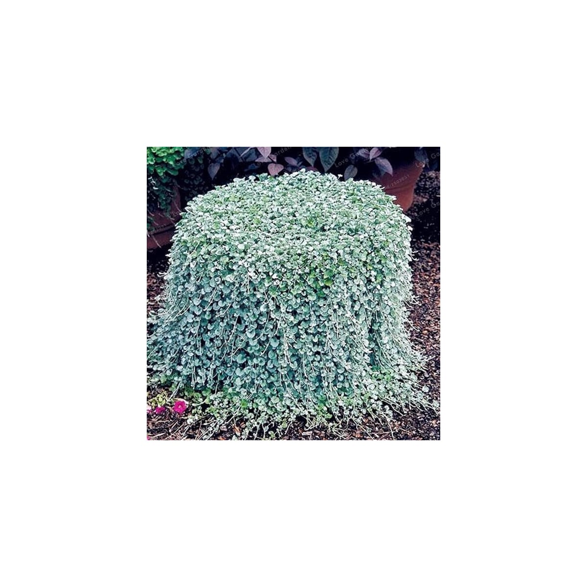 Strieborný dážď Silver Falls - Dichondra emerald - semená strieborného dažďa - 6 ks