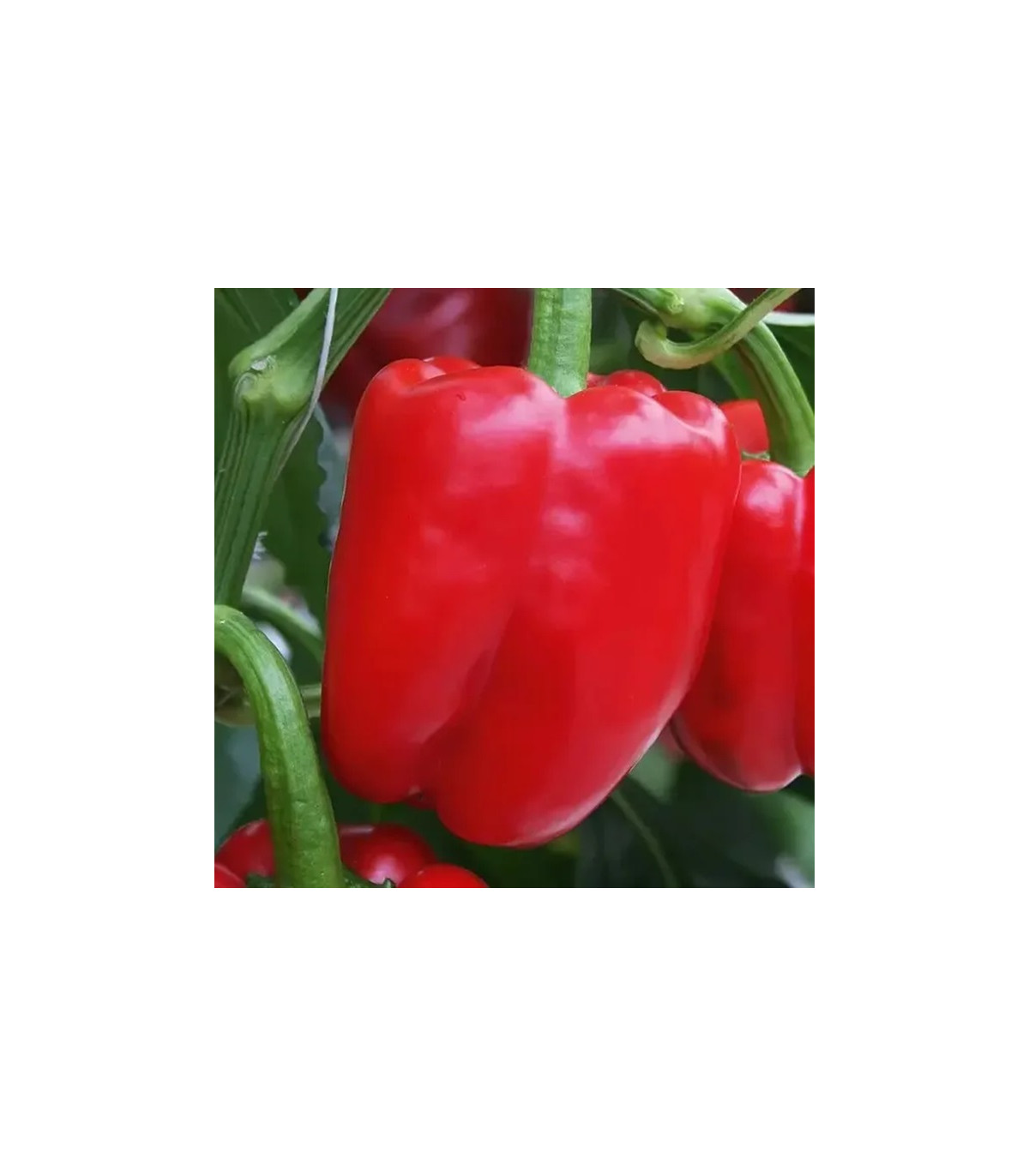 Paprika Beluga Red F1 - Capsicum annuum - semená papriky - 5 ks