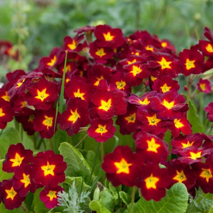 Prvosienka Inara F1 Late Red - Primula elatior - semená prvosienky - 20 ks