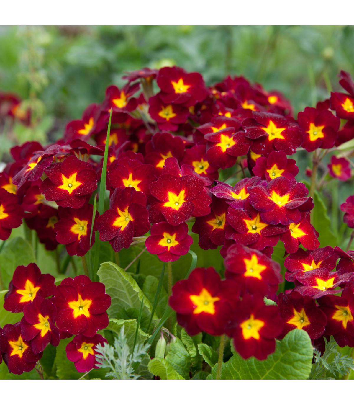Prvosienka Inara F1 Late Red - Primula elatior - semená prvosienky - 20 ks