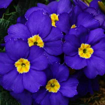Prvosienka Inara F1 Late Blue - Primula elatior - semená prvosienky - 20ks