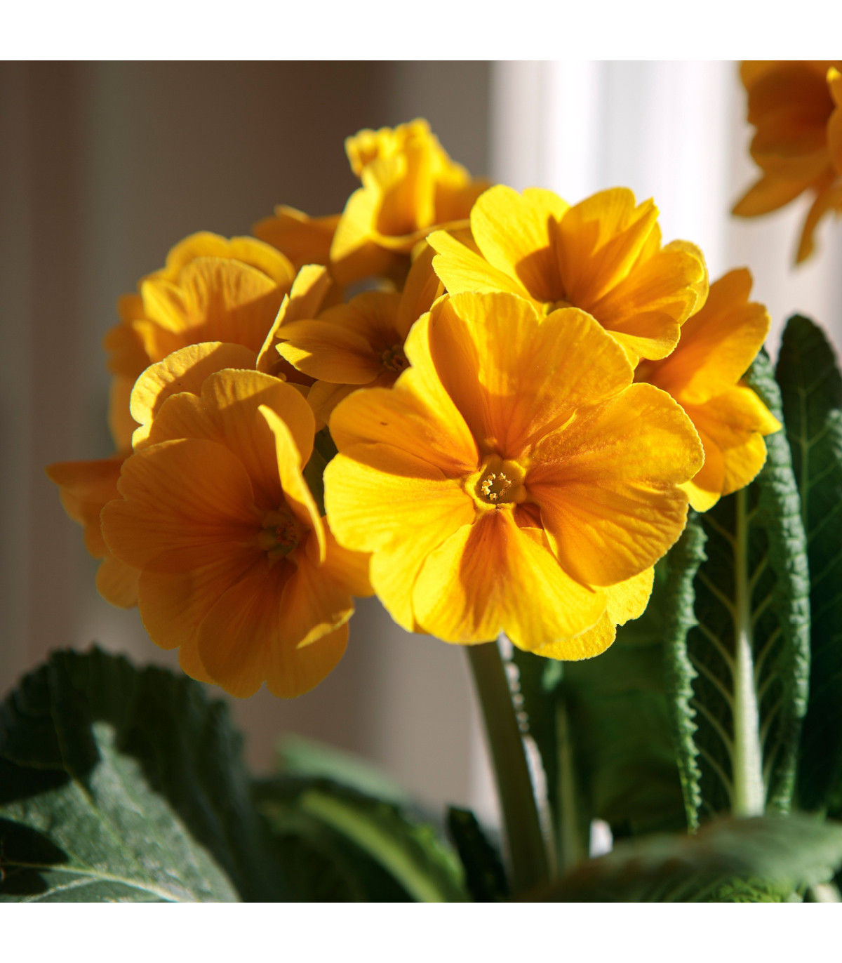 Prvosienka Inara F1 Gold - Primula elatior - semená prvosienky - 20 ks ​