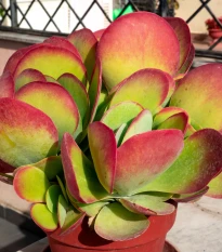 Kalanchoe thyrsiflora - Kalanchoe - semená kalanchoe - 15 ks