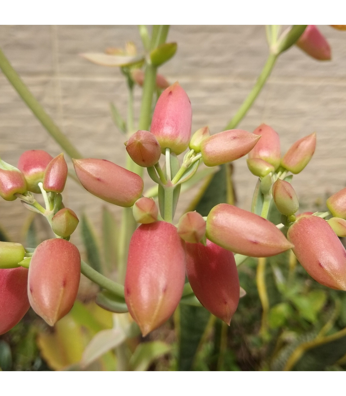 Kalanchoe laxiflora - Kalanchoe - semená kolopejky - 20 ks