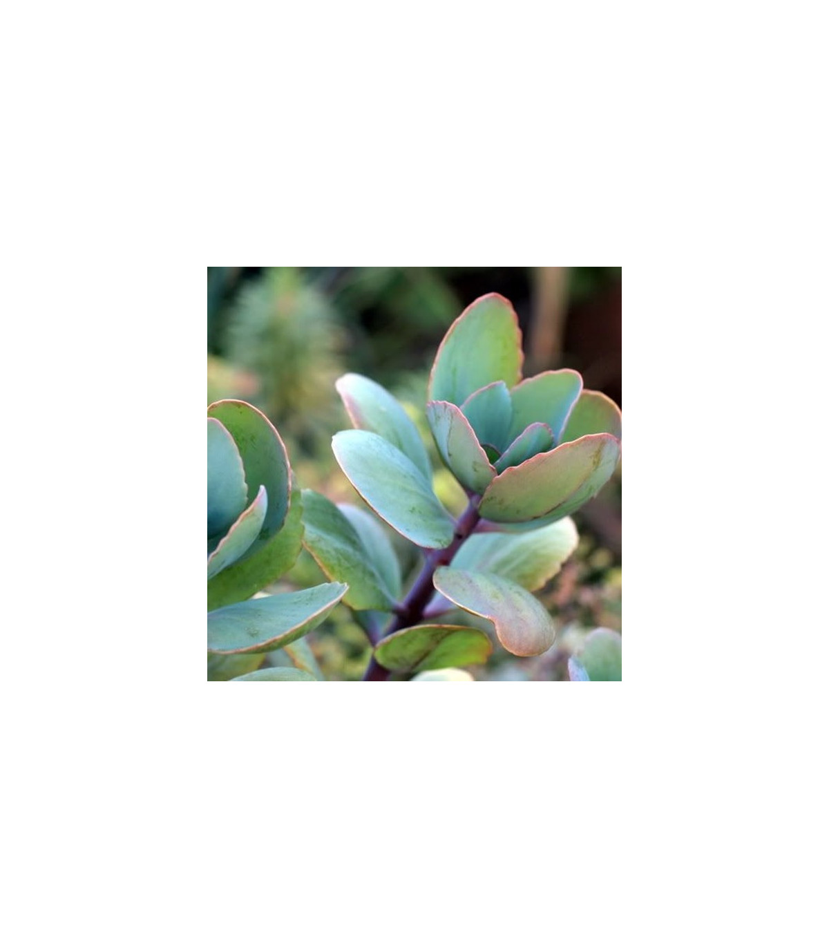 Kalanchoe grandiflora - Kalanchoe - semená kolopejky - 20 ks