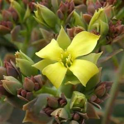 Kalanchoe grandiflora - Kalanchoe - semená kolopejky - 20 ks