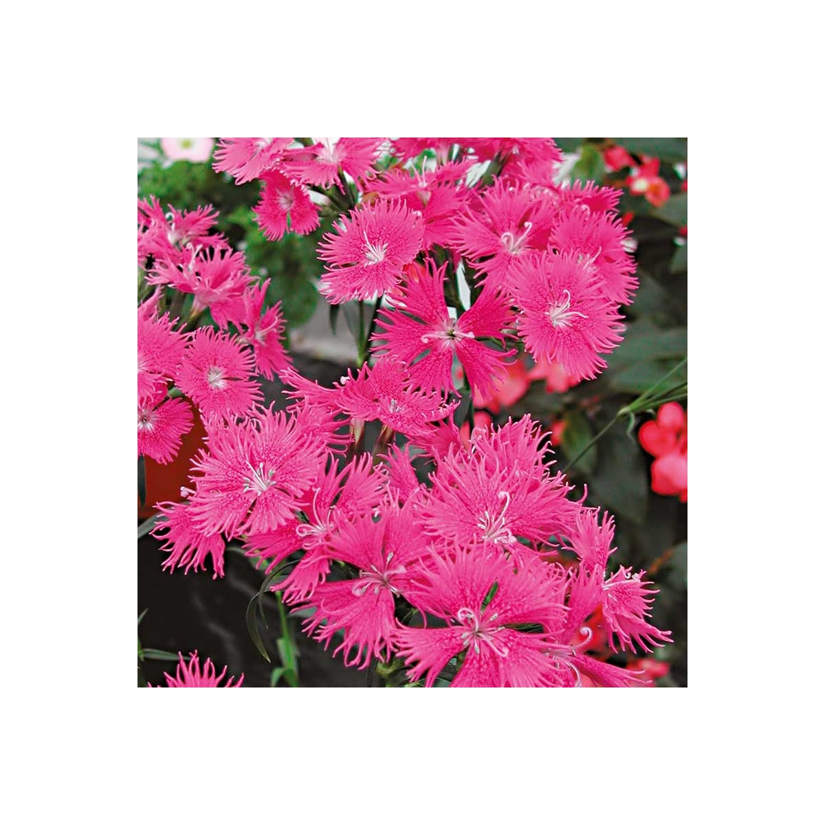 Klinček bradatý Bouquet Purple F1 - Dianthus barbatus - semená klinčeka - 20 ks