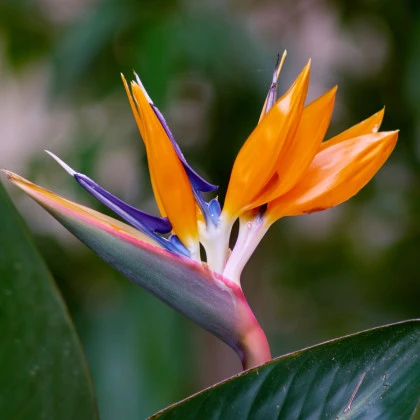 Strelícia kráľovská - Strelitzia reginae - semená strelície - 2 ks