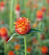 Gomfréna oranžová - Gomphrena haageana - semená gomfrény - 20 ks