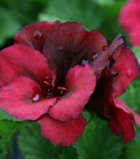Muškát pásikavý Black Velvet Violet F1 - Pelargonium zonale - semená - 6 ks