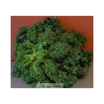 Kel kučeravý zelený zimný - Brassica oleracea L. - semená kelu - 0,5 g
