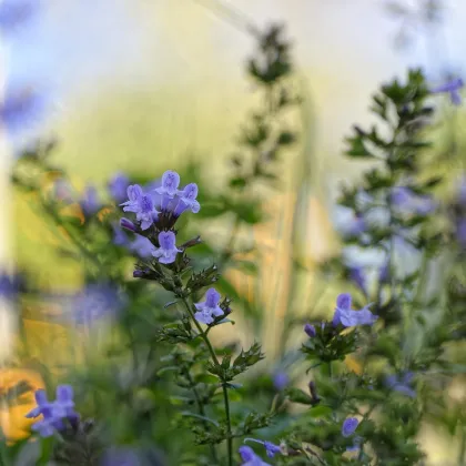 Marulka kocúrnik - Calamintha nepeta - semená marulky - 300 ks