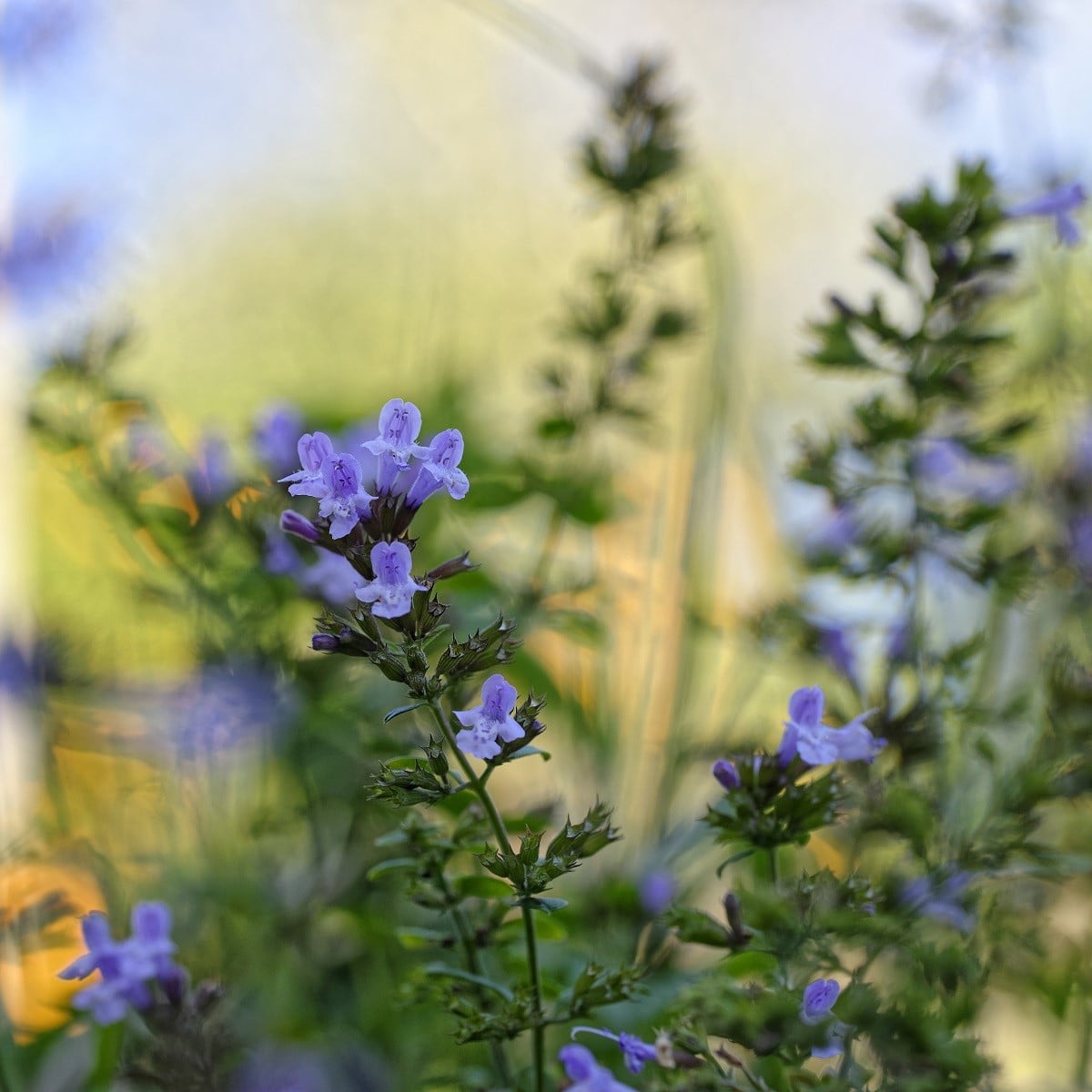 Marulka kocúrnik - Calamintha nepeta - semená marulky - 300 ks