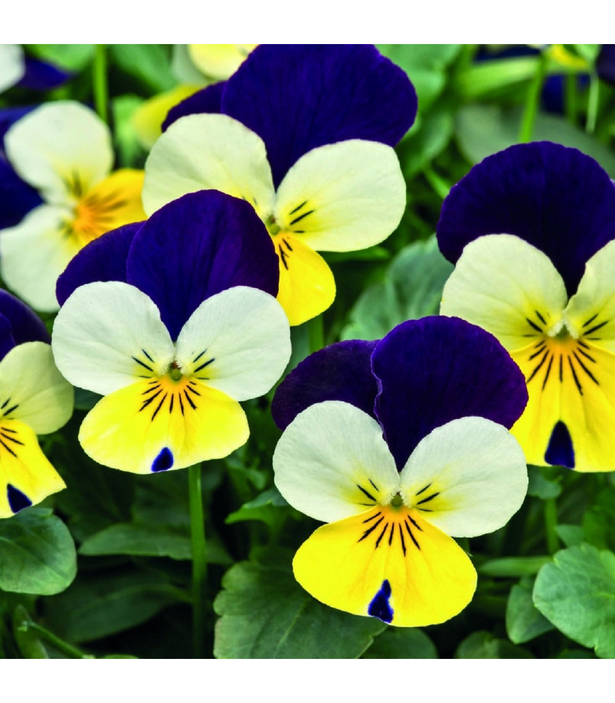 Fialka rohatá Lemon Purple Wing - Viola cornuta - predaj semien - 20 ks
